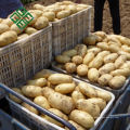 Patata fresca de la agricultura del mercado de la patata